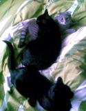 6482_mY_Cats.