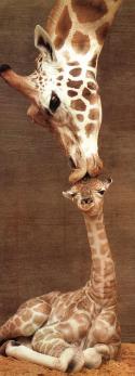 65359_cool-cute-giraffe-baby-kiss-mom.