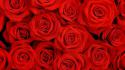 66142_valentines-day-roses-852x480.