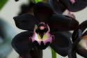67891_black_orchid.