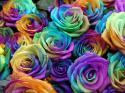 71693_rainbow-roses.