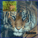 73898_Tiger.