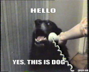 73993_hello-yes-this-is-dog.