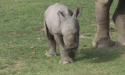 78811_rhino-8.