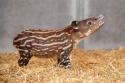 80022_tapir-4.