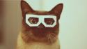 81711_animals-cat-eyes-fashion-funny-Favim_com-342688.