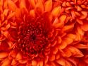 84496_Chrysanthemum.