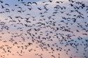89110_birds-a-flock-of-seagulls-john-harmon.
