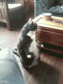 9257funny-gifs-big-kitty-stands-up.