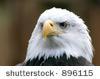 9315stock-photo-bald-eagle-haliaeetus-leucocephalus-the-national-emblem-of-the-united-states-896115.