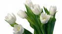 9388white-tulips-1920-1080-5195.