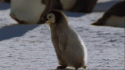 97438_little-penguin-penguins-pinguin-Favim_com-367076.