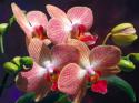 98524_Flowers_-_Orchids.