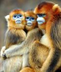98799_Funny-Golden-Color-Monkey-Family-Picture1.